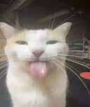 Toddy's hub 3 games supported