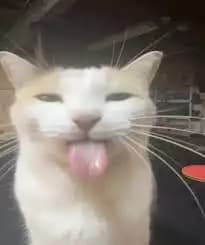 Toddy's hub 3 games supported