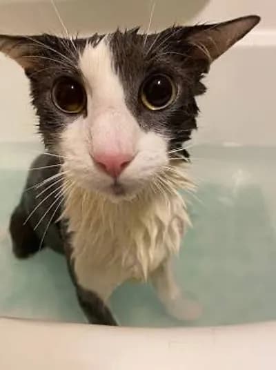 Feverloader [hub thing]