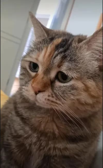 North hub, Got best free/paid script all popular games