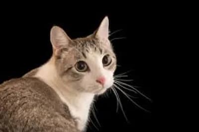 Anti Suspension Looped