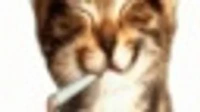 Sotenjoyer X Idkk Apelhub Premium Script 