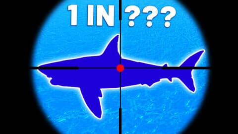  Inf Money - Loot Fish open source